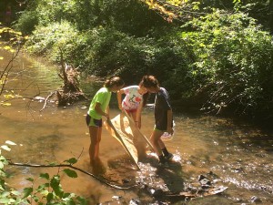 Submitted Kenston High School students Kaitlin McGrath, Elise Markley and Kellie Ross release a fish caught with seining. Students in Ms. Tara Evert’s AP Biology class recently went seining to classify fish and determine water quality by taking water samples and analyzing the macro-invertebrates in Bridge Creek and the Chagrin River.