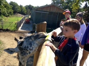 Submitted First-grader Isaac Sprogis lovingly feeds the giraffe during a visit to the Cleveland Metroparks Zoo.
